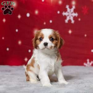 Asher, Cavalier King Charles Spaniel Puppy